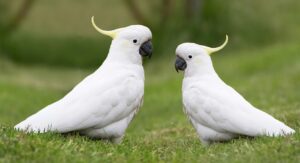 ネイティブ指導の効果を最大限に引き出す方法は？